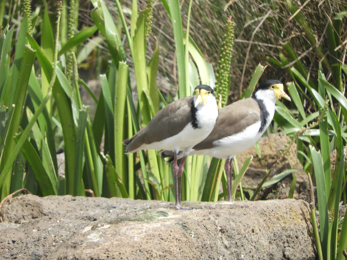 Masked Lapwing - ML644742959