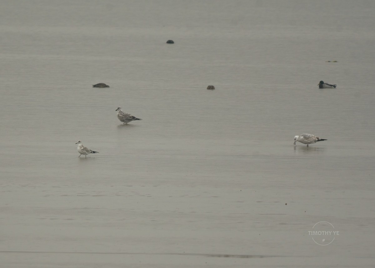 Common Gull - ML644742962