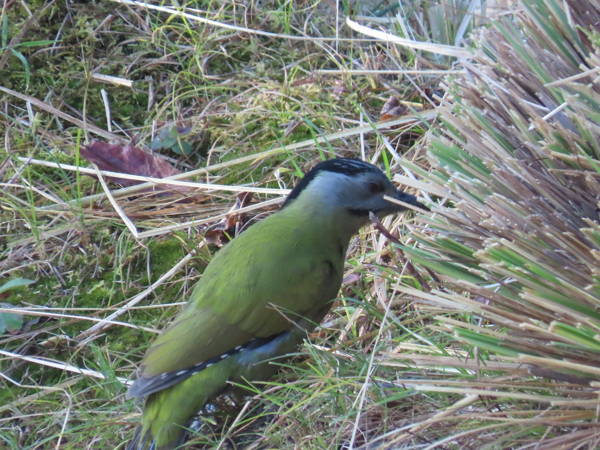 ヤマゲラ - ML644742963