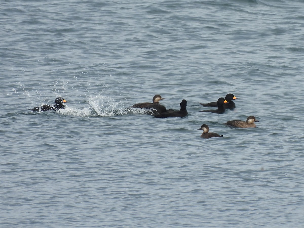 Amerika Kara Ördeği - ML644742970