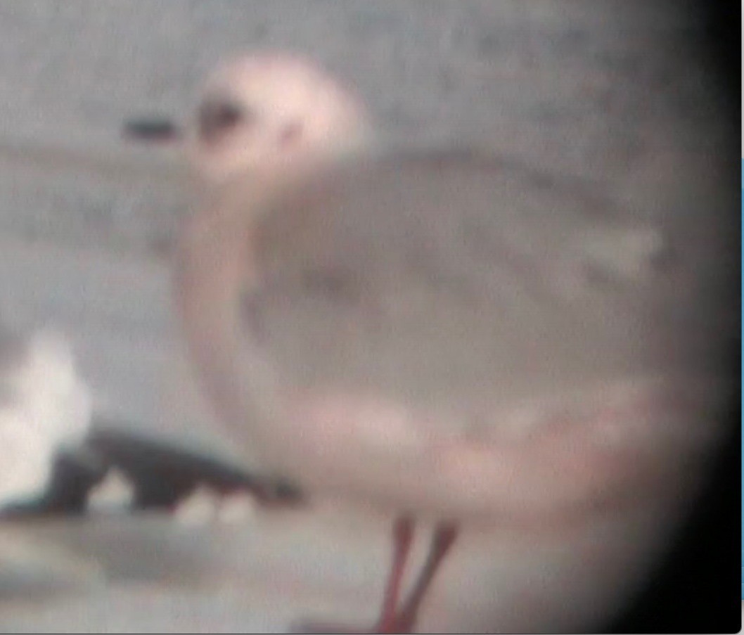 Antxeta arrosa - ML644742977