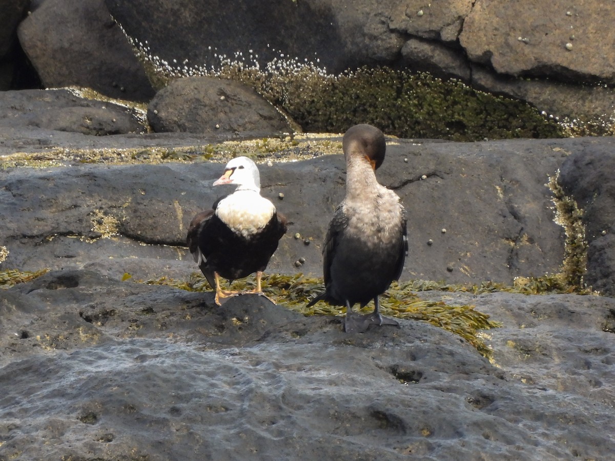 Гага-гребенушка - ML644742993