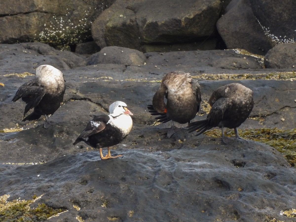 Гага-гребенушка - ML644742994