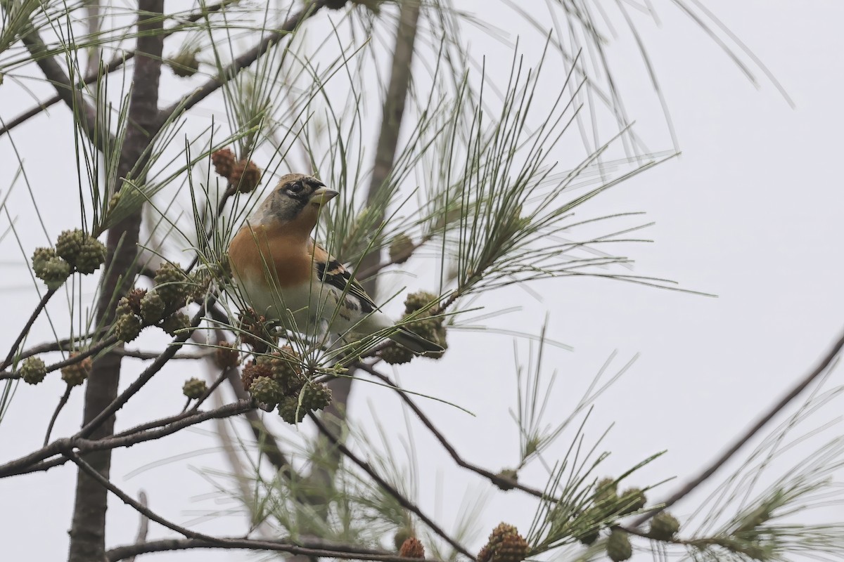 В'юрок - ML644742999