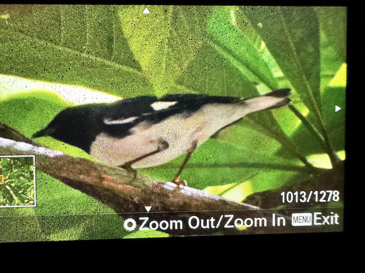 סבכון שחור-גרון - ML644743026