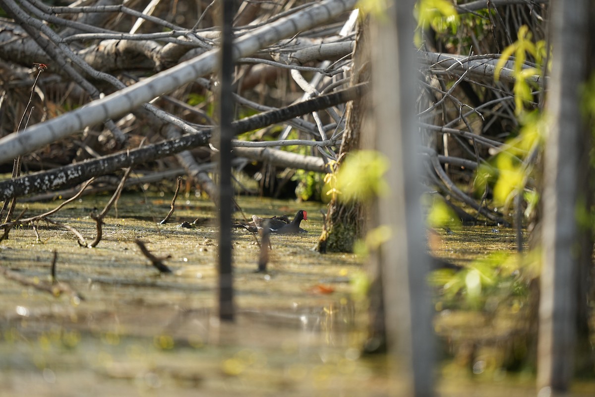 Eurasian Moorhen - ML644743029