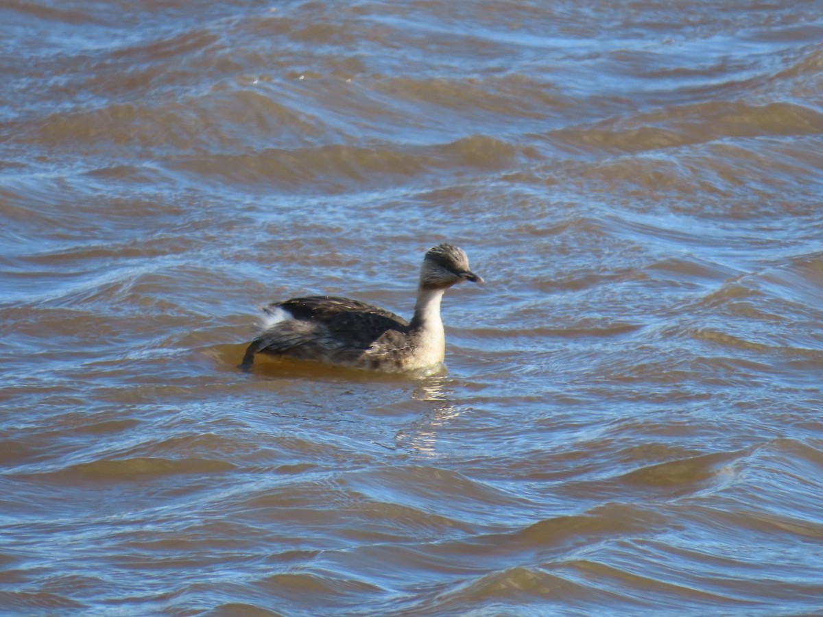 シラガカイツブリ - ML644743031