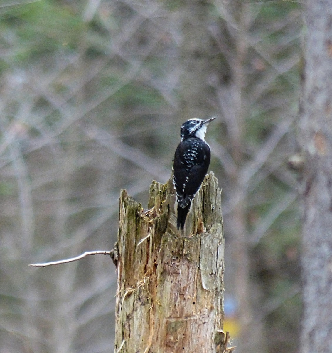 American Three-toed Woodpecker - ML644743032
