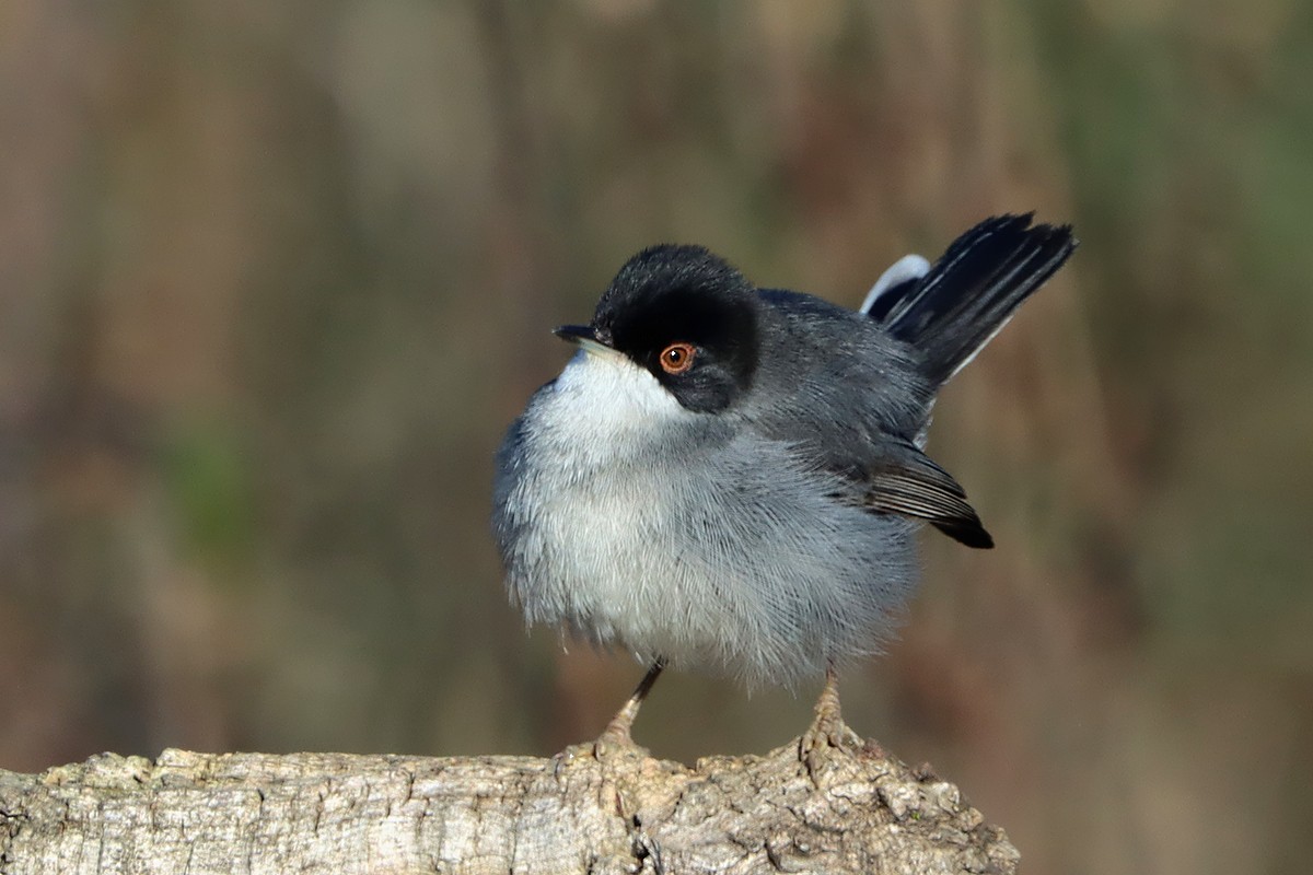 Sardinian Warbler - ML644743034