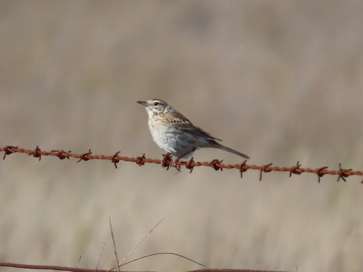Australian Pipit - ML644743036