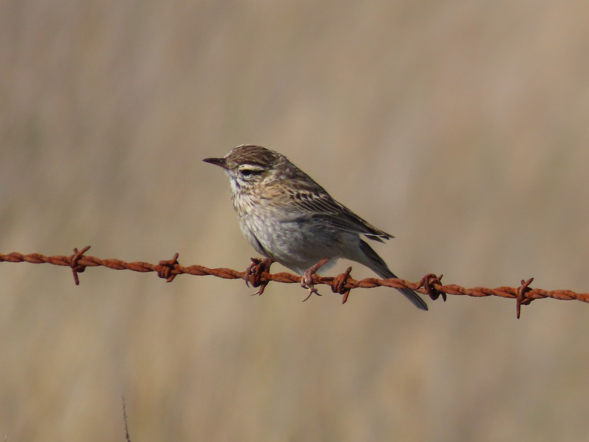 Australian Pipit - ML644743037