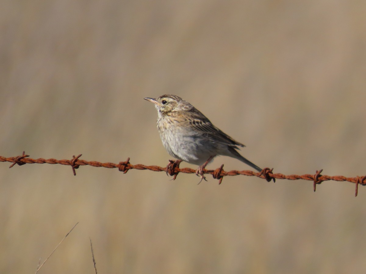 Australian Pipit - ML644743038