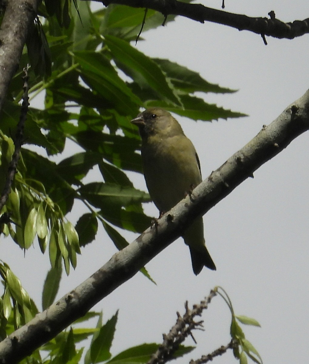 Hooded Siskin - ML644743039