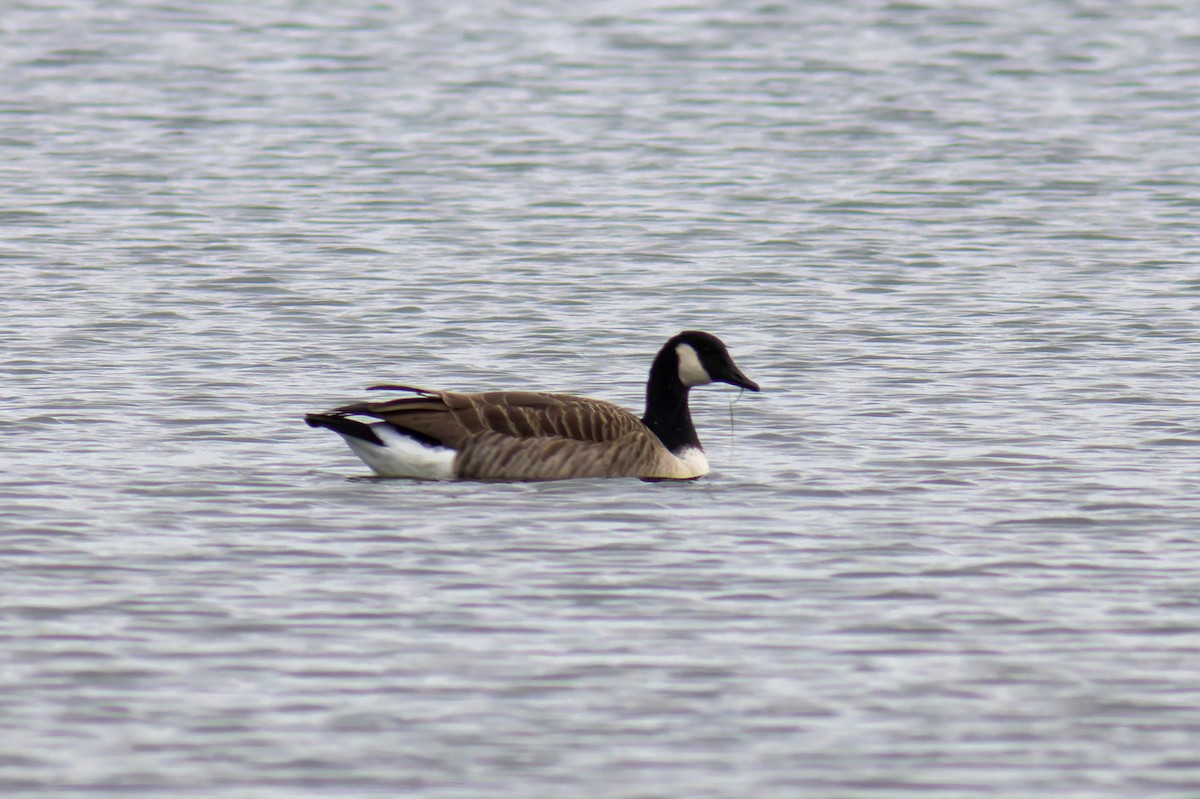 Canada Goose - ML644743042