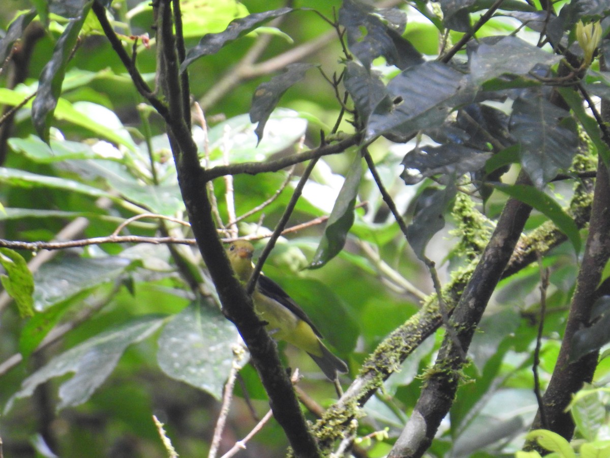 Piranga Escarlata - ML644743057