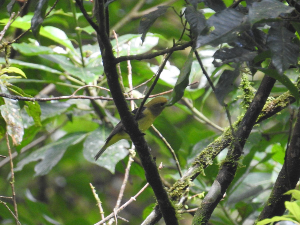 Piranga Escarlata - ML644743058