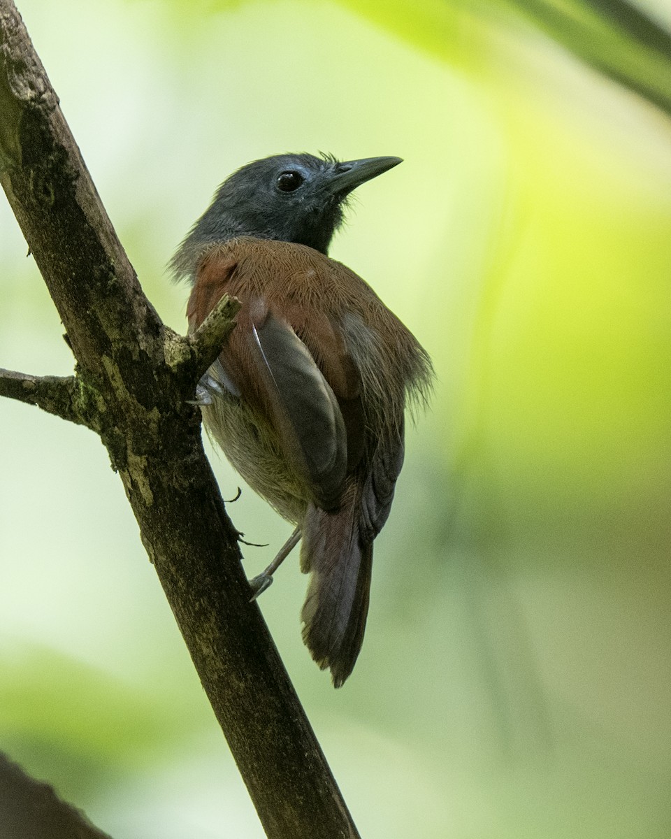 Gray-hooded Babbler - ML644743063