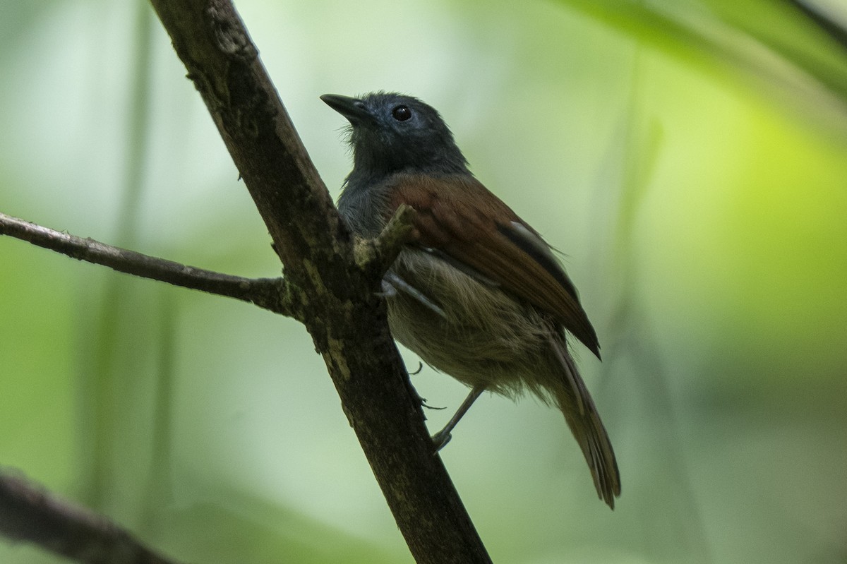 Gray-hooded Babbler - ML644743064
