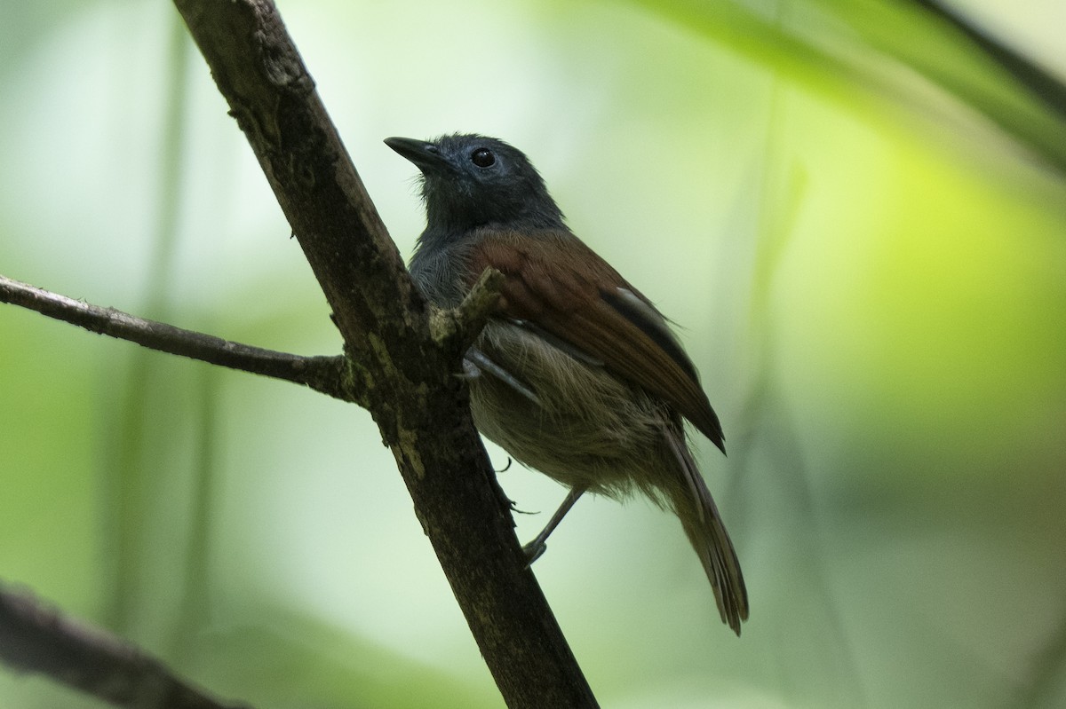 Gray-hooded Babbler - ML644743065