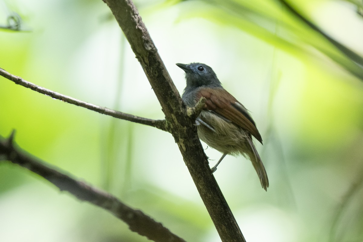 Gray-hooded Babbler - ML644743066