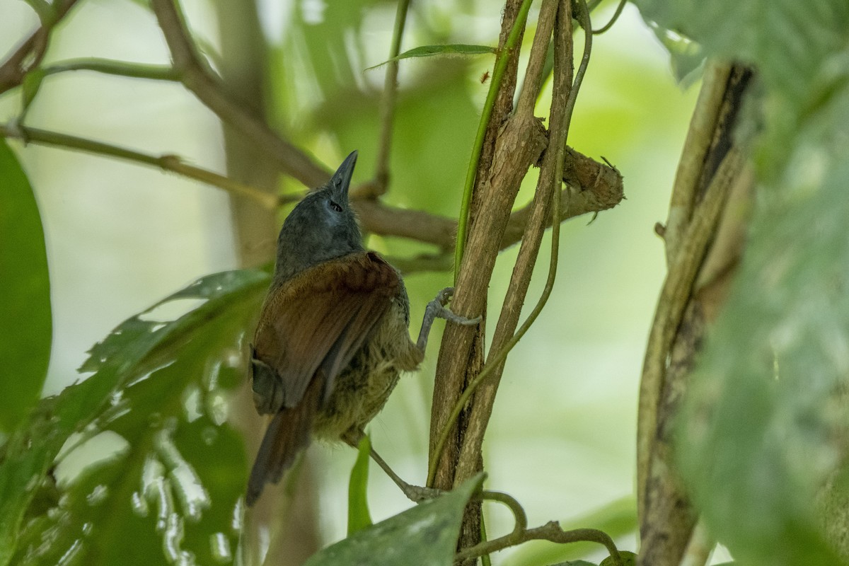 Gray-hooded Babbler - ML644743067