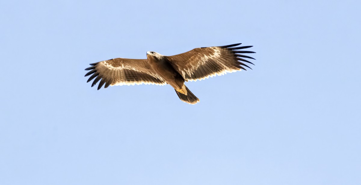 Steppe Eagle - ML644743068