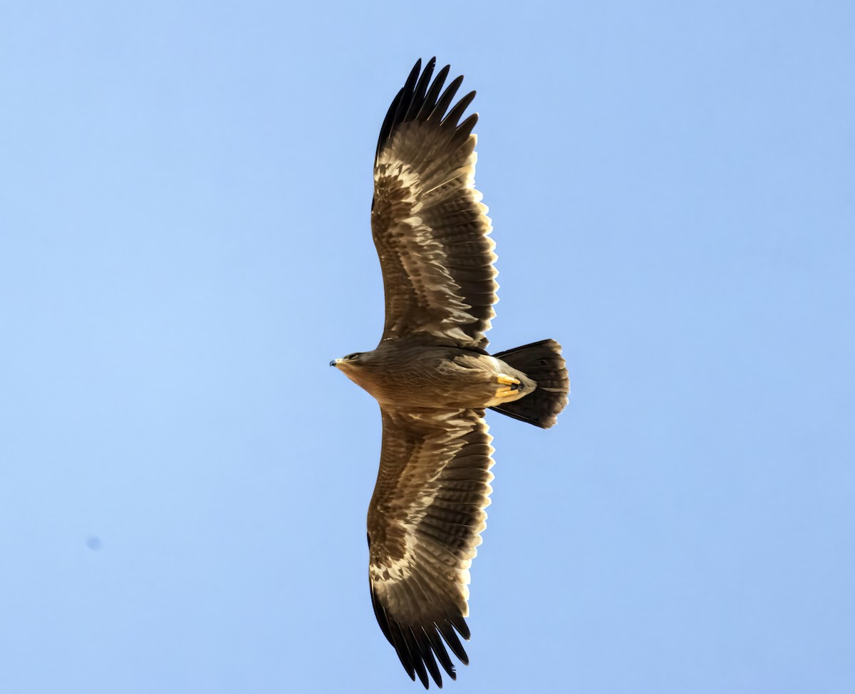 Steppe Eagle - ML644743069
