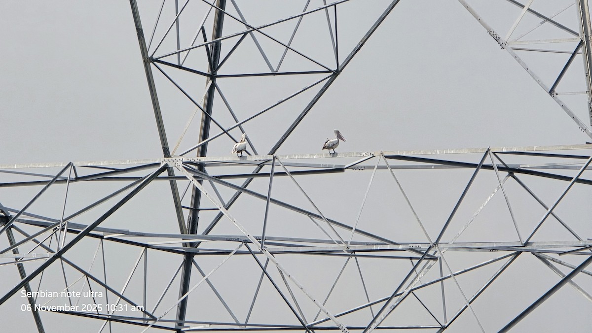 Пестроклювый пеликан - ML644743070