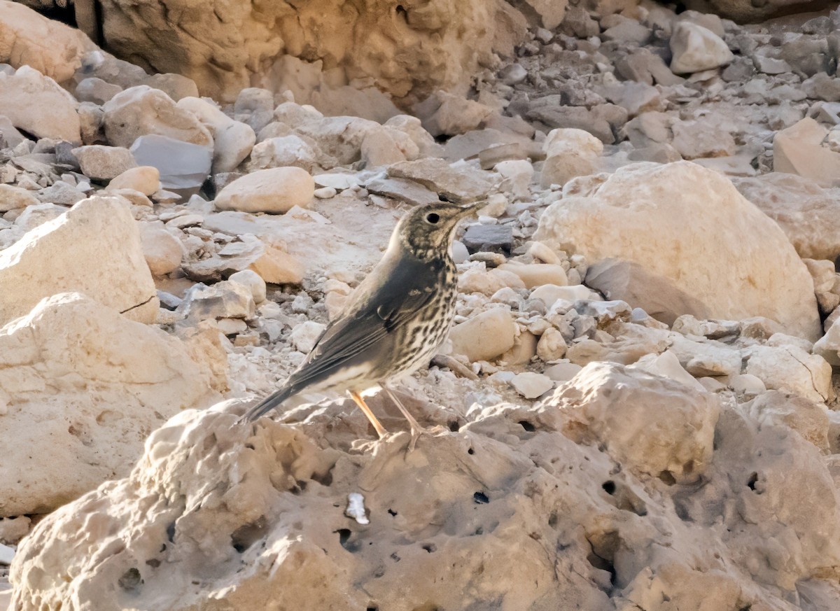 Song Thrush - ML644743074