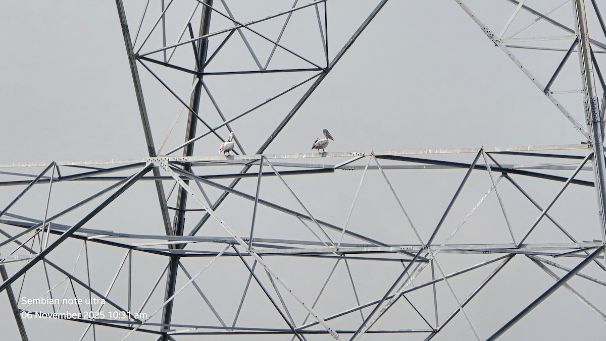 Пестроклювый пеликан - ML644743084