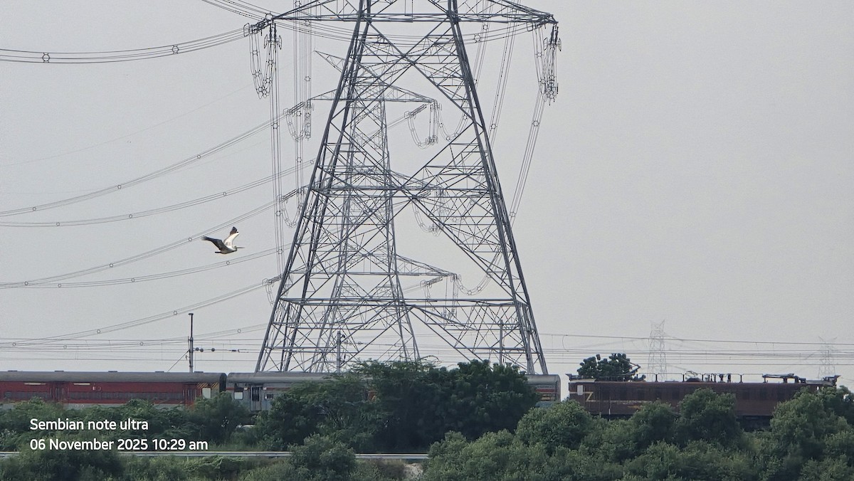 Пестроклювый пеликан - ML644743085