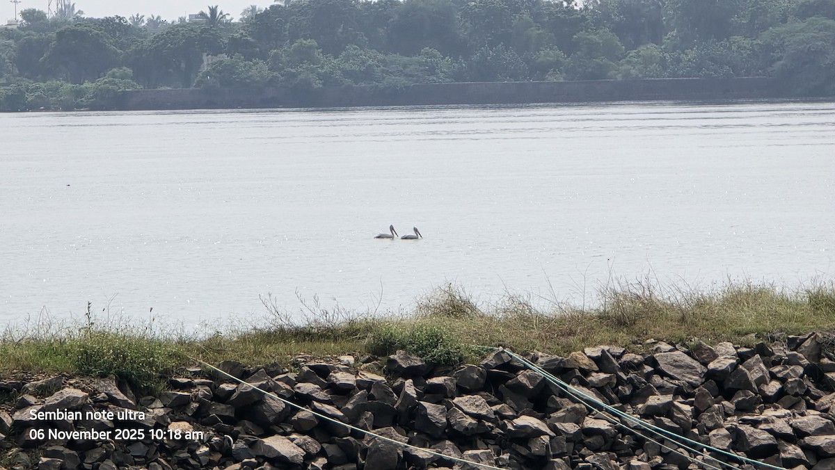 Пестроклювый пеликан - ML644743086