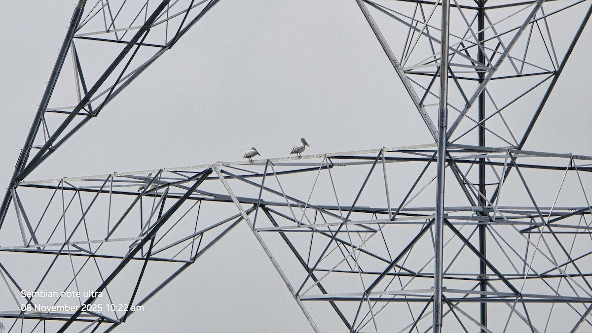 Пестроклювый пеликан - ML644743087