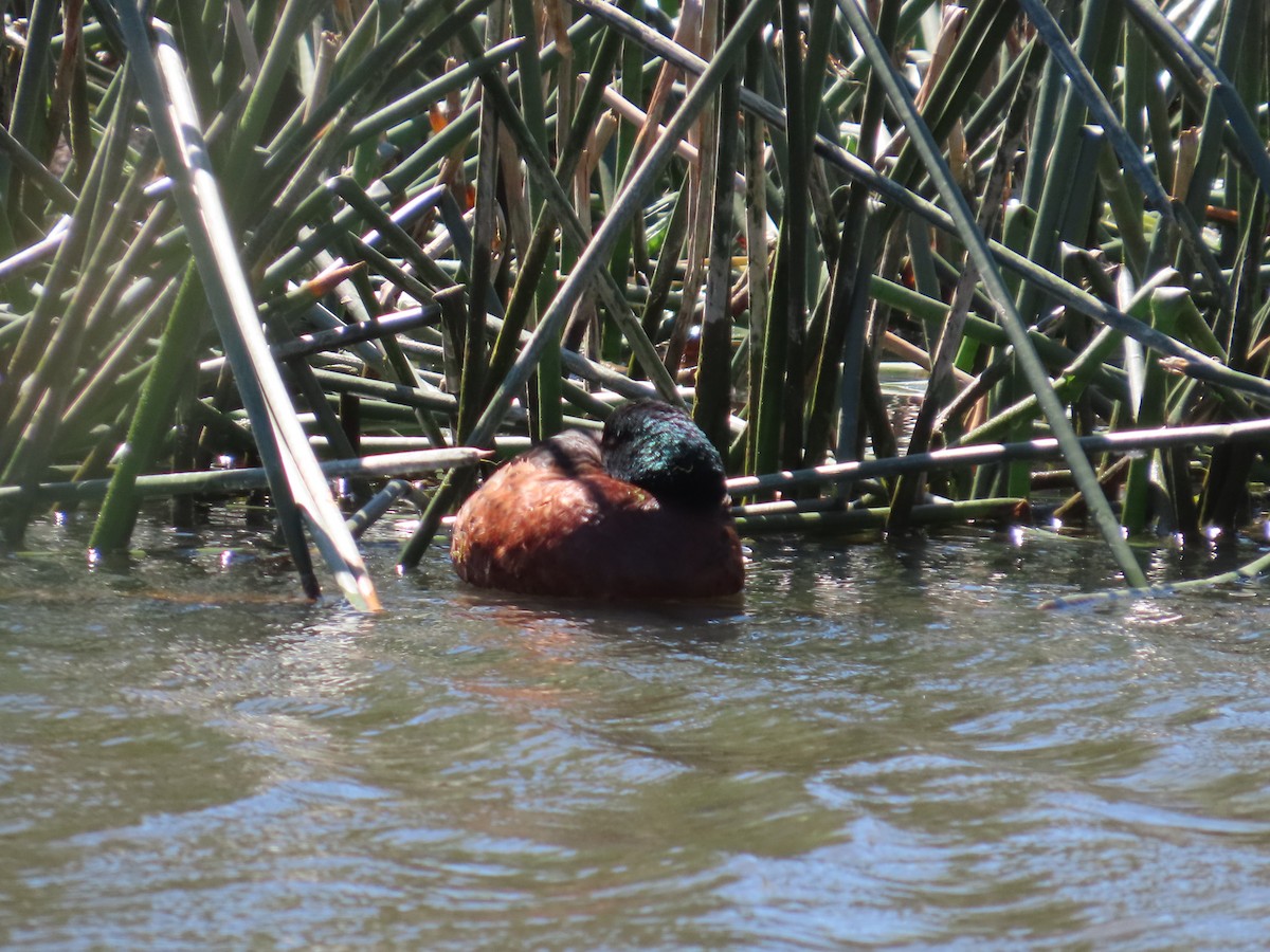 Kızıl Çamurcun - ML644743098