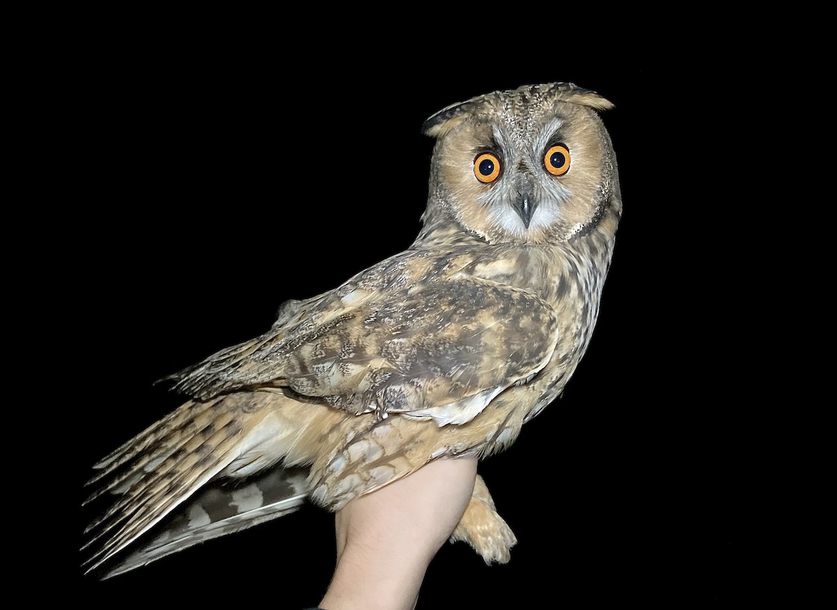 Ушастая сова - ML644743102