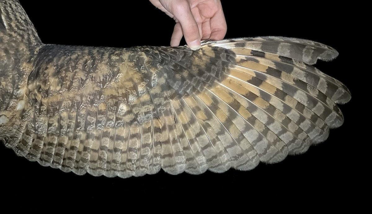 Ушастая сова - ML644743104