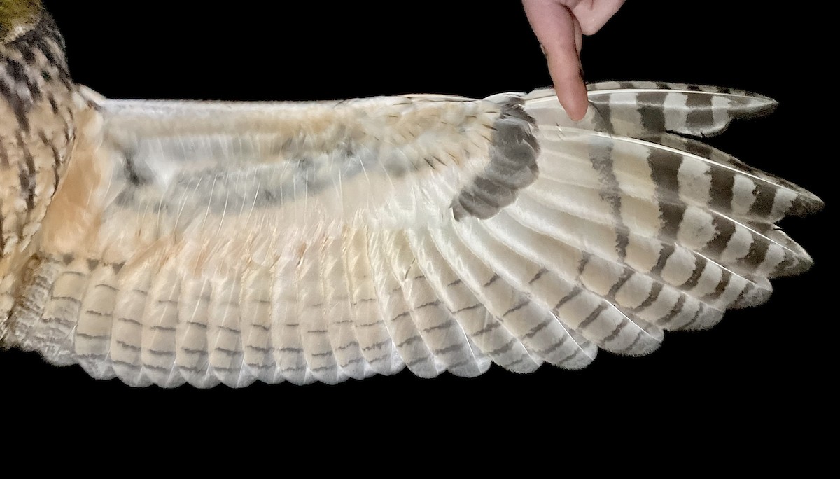 Ушастая сова - ML644743108