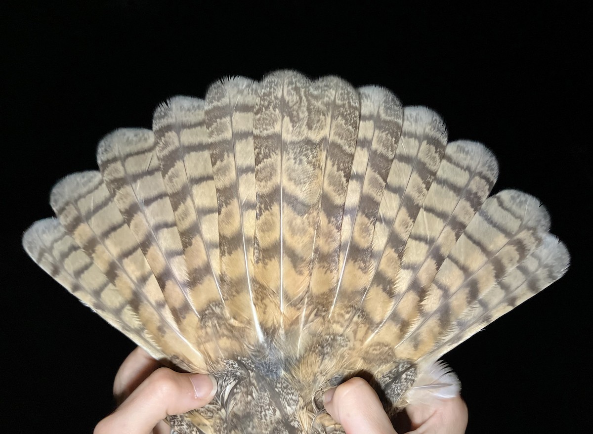 Ушастая сова - ML644743109