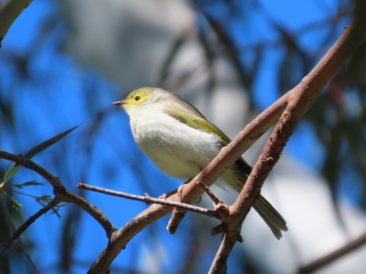 Медник блідий - ML644743110