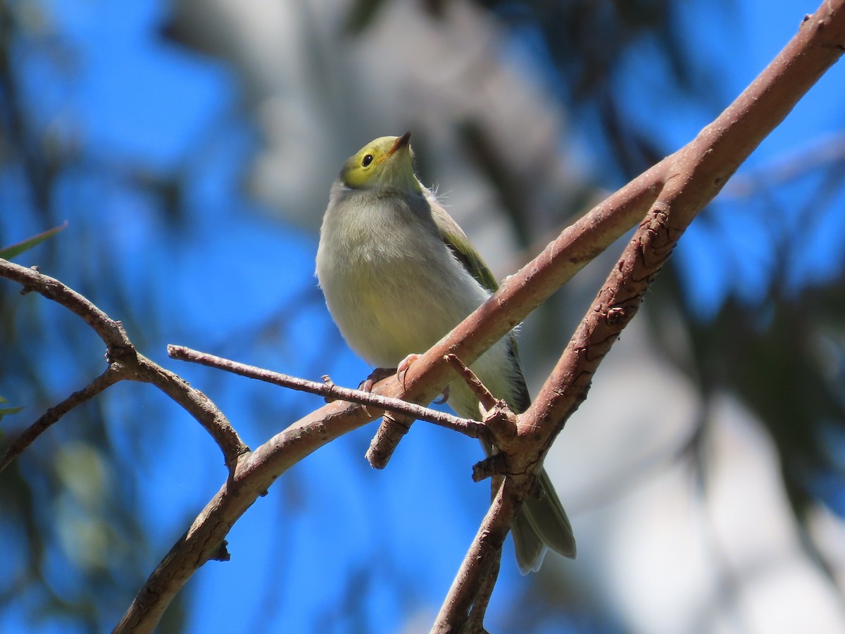 Медник блідий - ML644743111