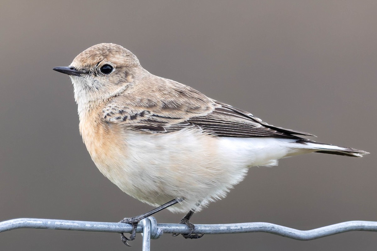 svartstrupesteinskvett - ML644743114