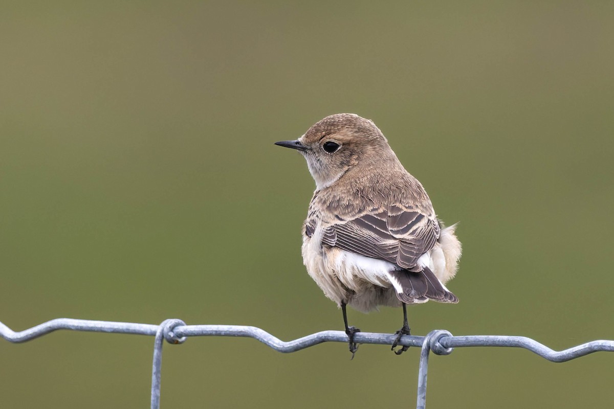 svartstrupesteinskvett - ML644743115