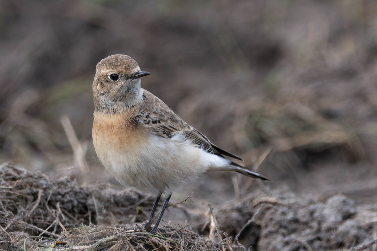 svartstrupesteinskvett - ML644743116