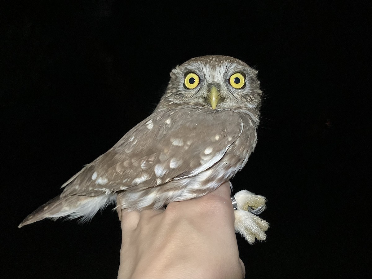 Сич хатній - ML644743131