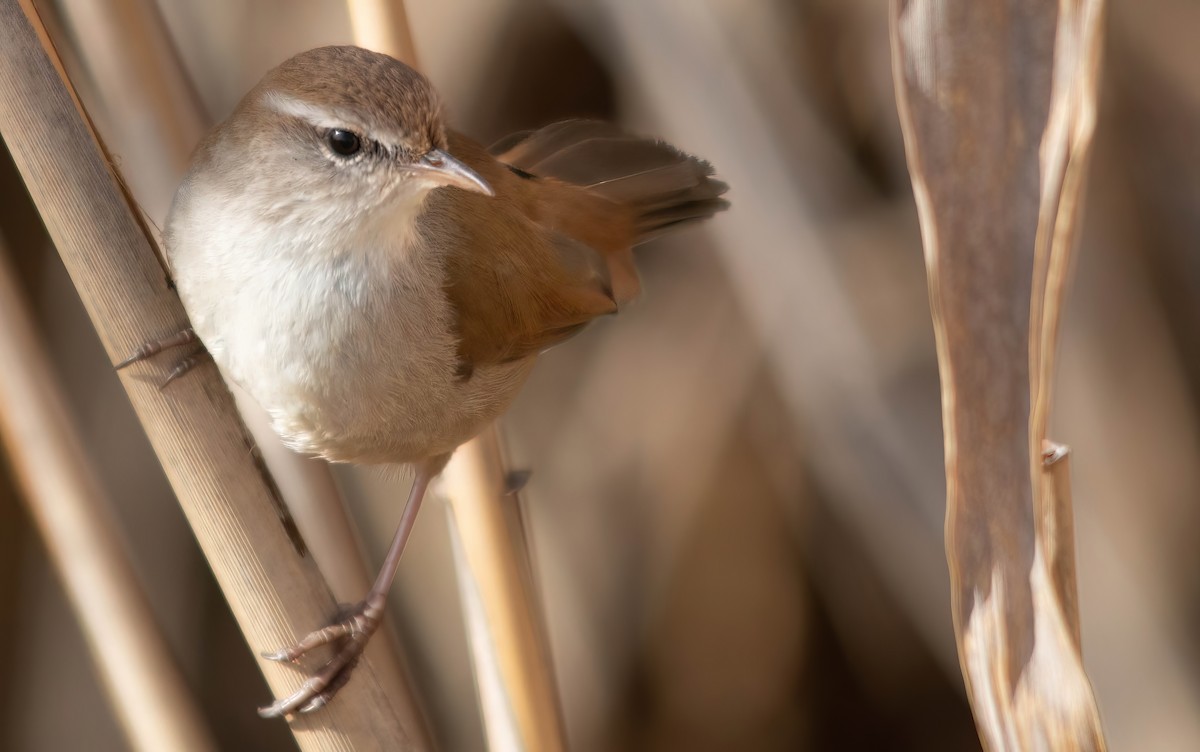 Cetti's Warbler - ML644743158
