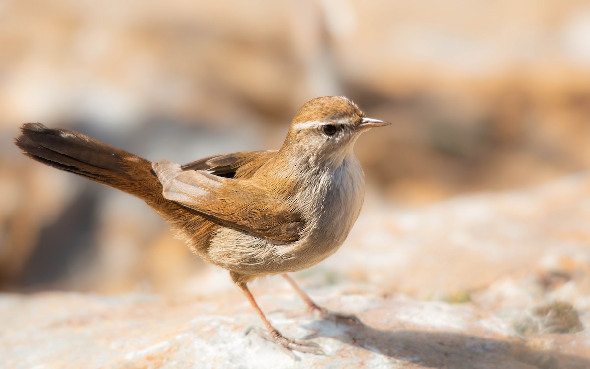 Cetti's Warbler - ML644743159