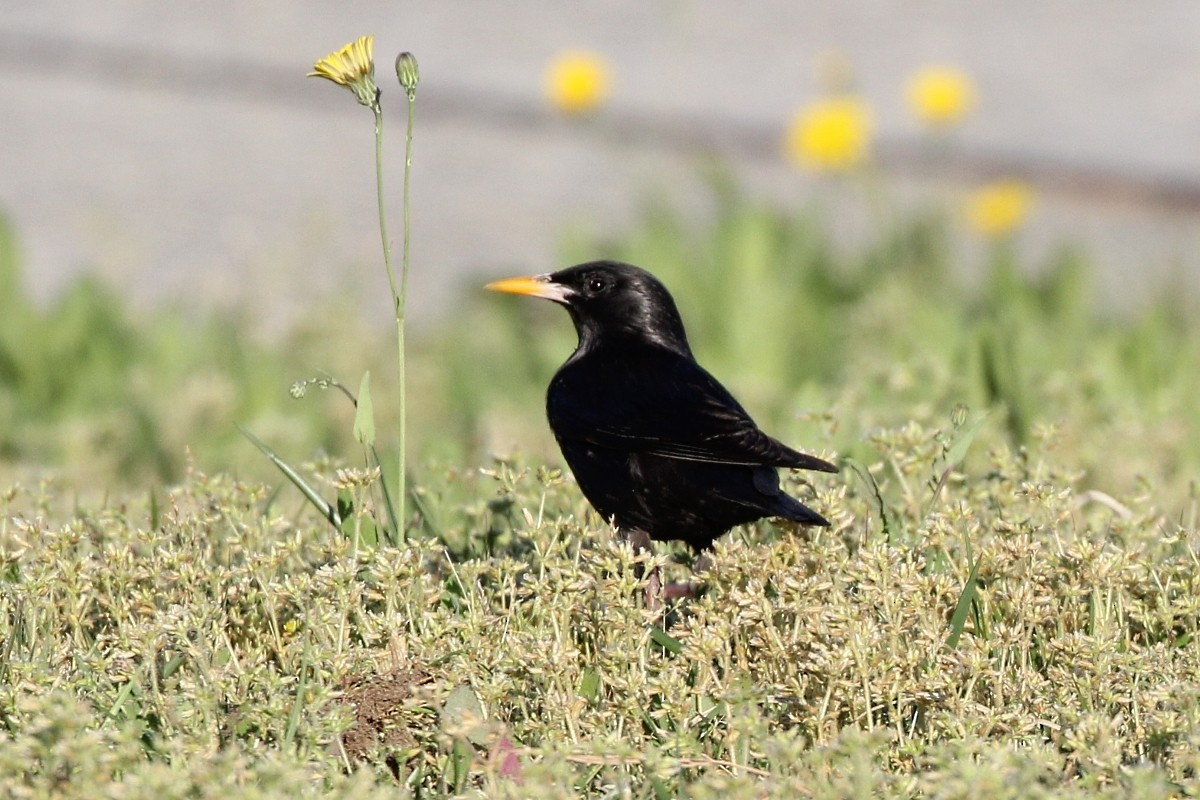 Étourneau unicolore - ML644743161