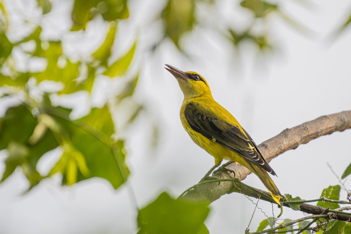 Indian Golden Oriole - ML644743164
