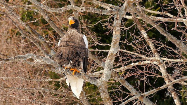 Steller's Sea-Eagle - ML644743166