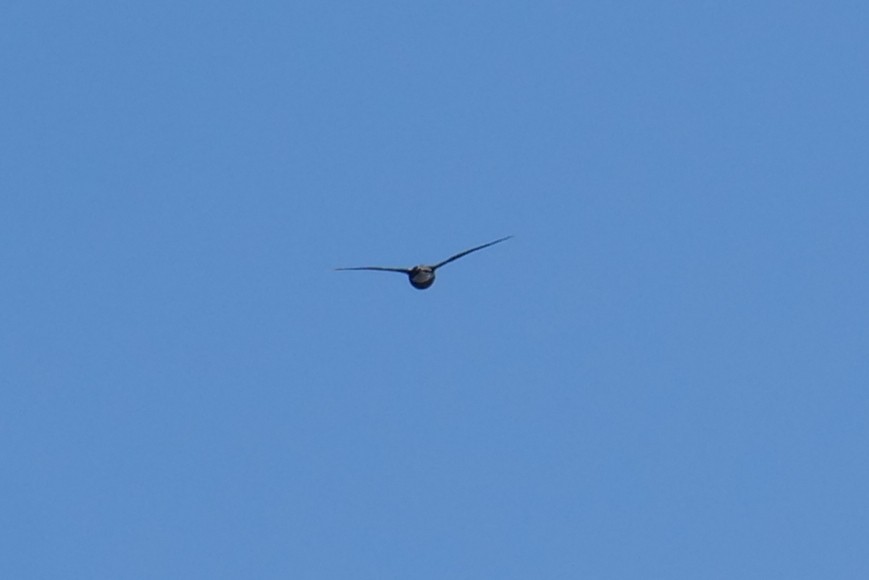 White-throated Needletail - ML644743167